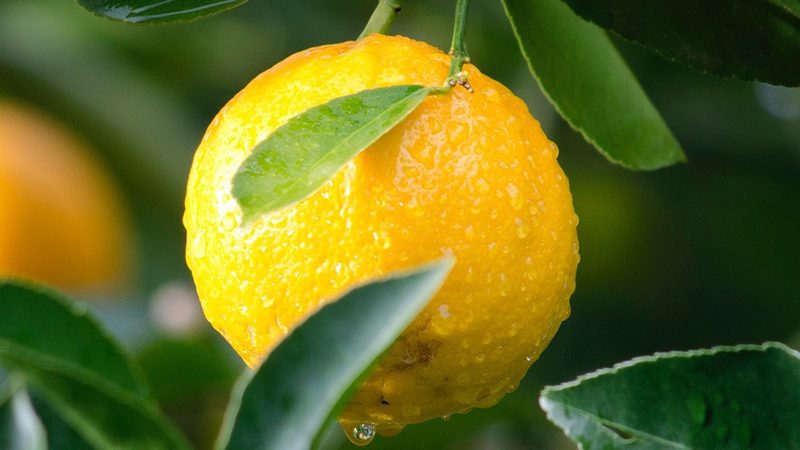 生物试剂使用方法步骤详解：确保实验准确性的关键